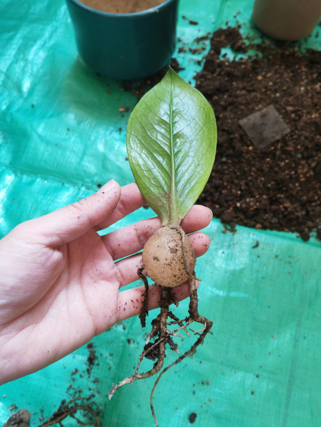 钱树根的照片图片