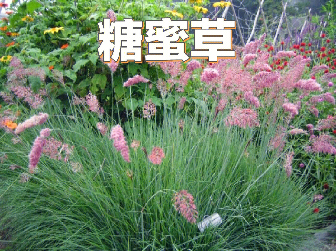 花境植物第41弹糖蜜草