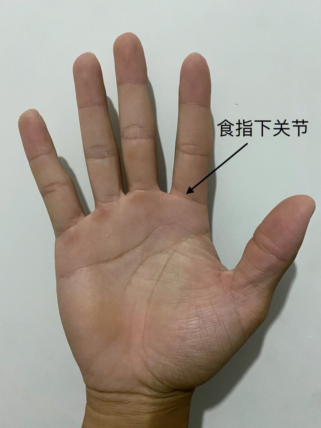 食指掌指关节位置图图片