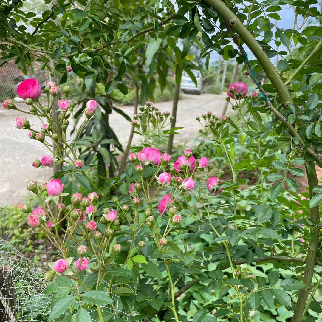 红木香幼苗图片