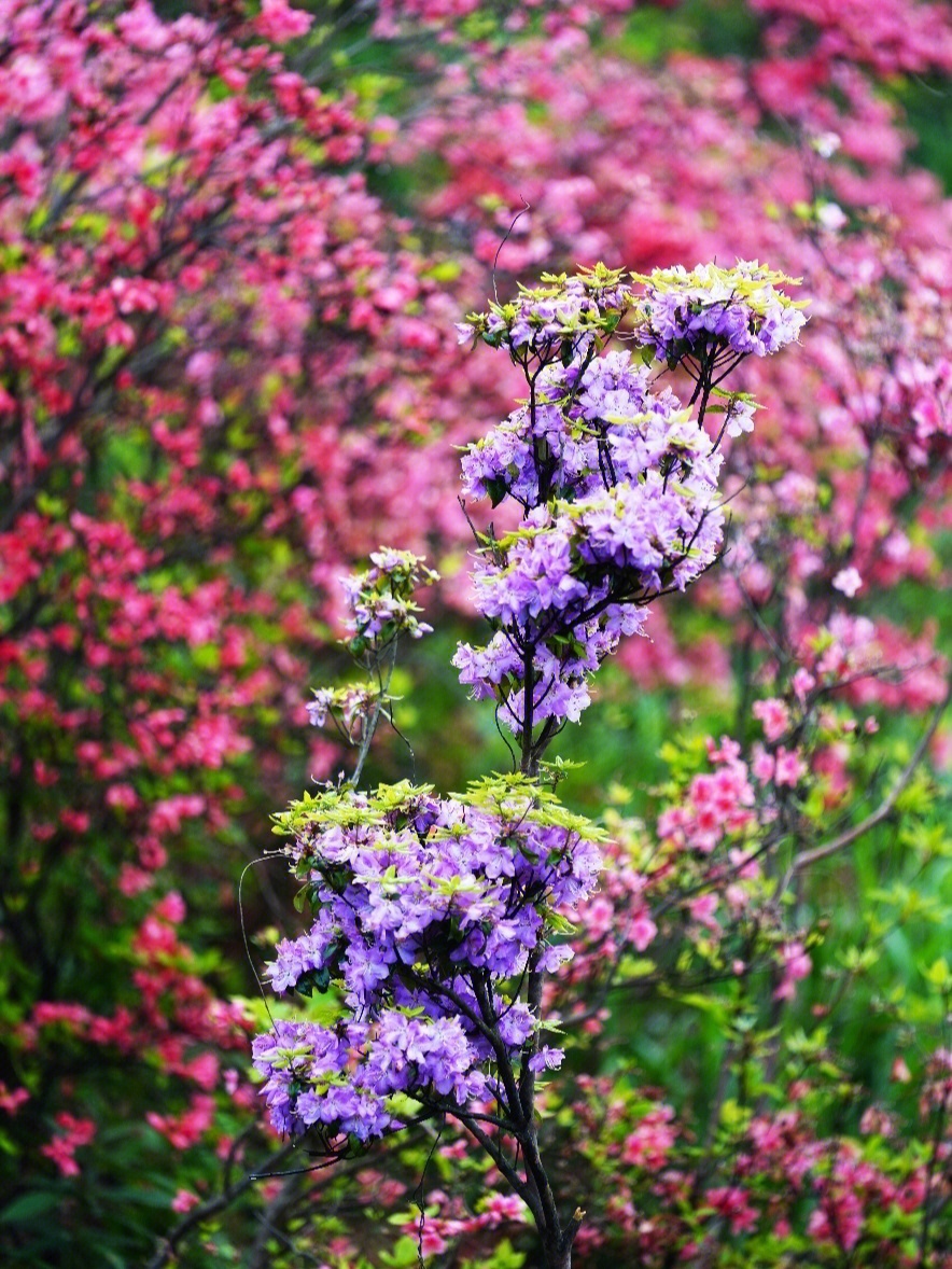 太湖山杜鹃花地址图片