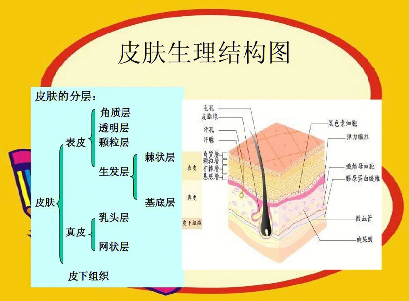 皮肤为什么一定五步保养