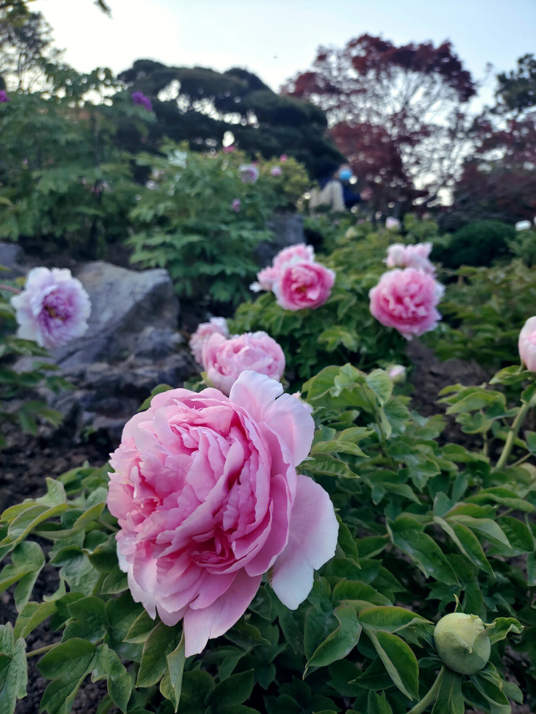 花港观鱼牡丹亭钢笔画图片