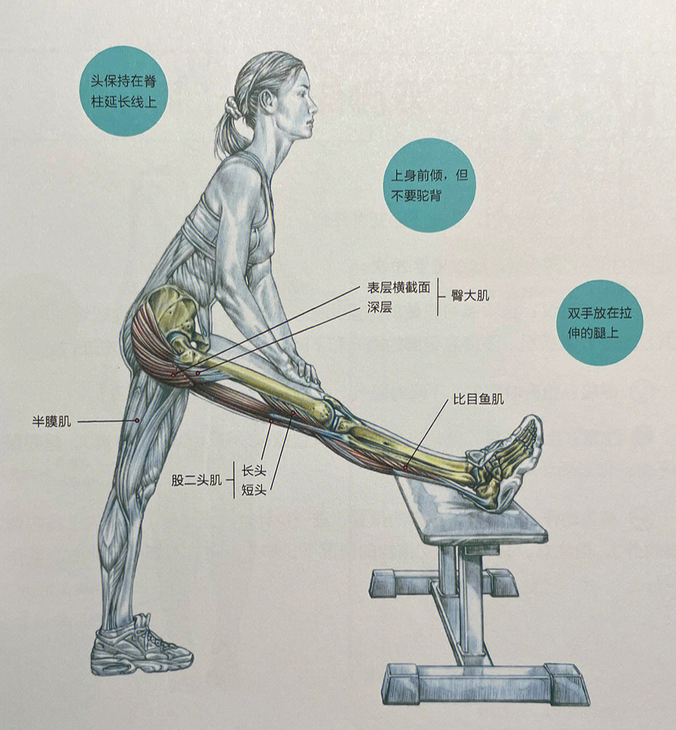 无器械腿部锻炼图片