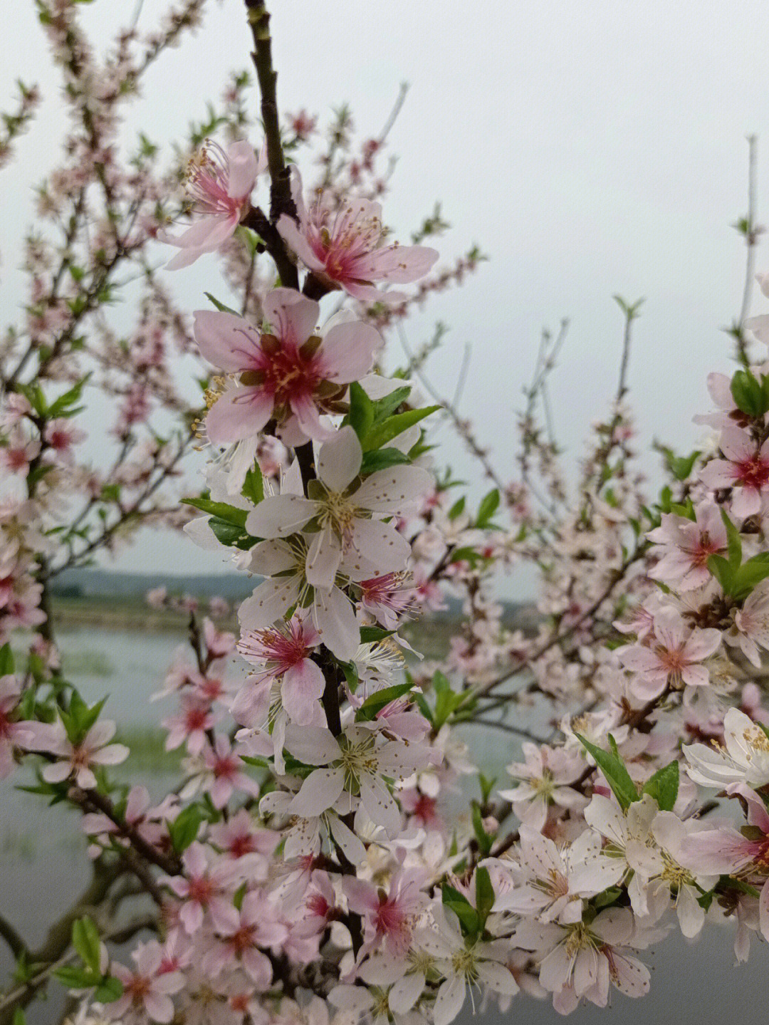 桃花是几月开的图片