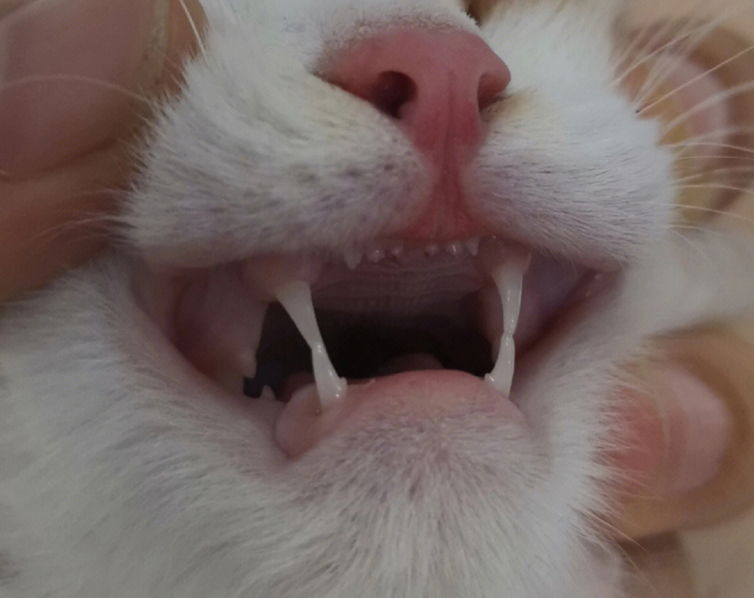 三个月猫咪牙齿图片图片