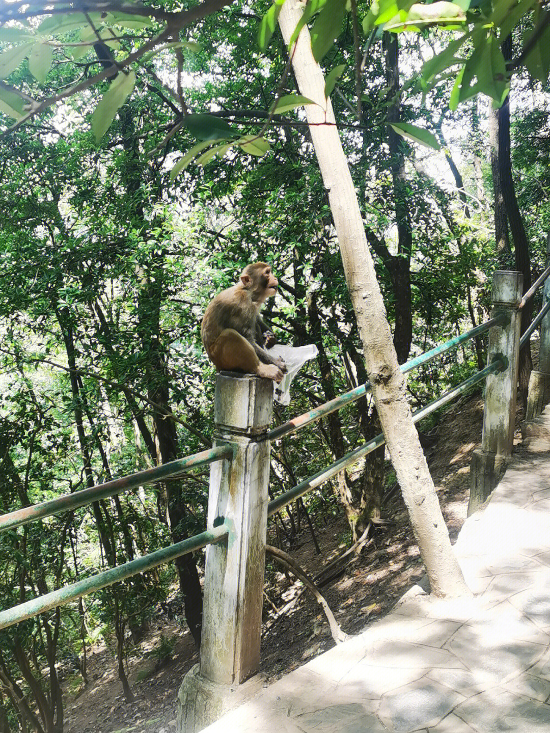 黔灵山公园,5元门票,单程15元缆车,满山随处可见的猴子,动物园免费