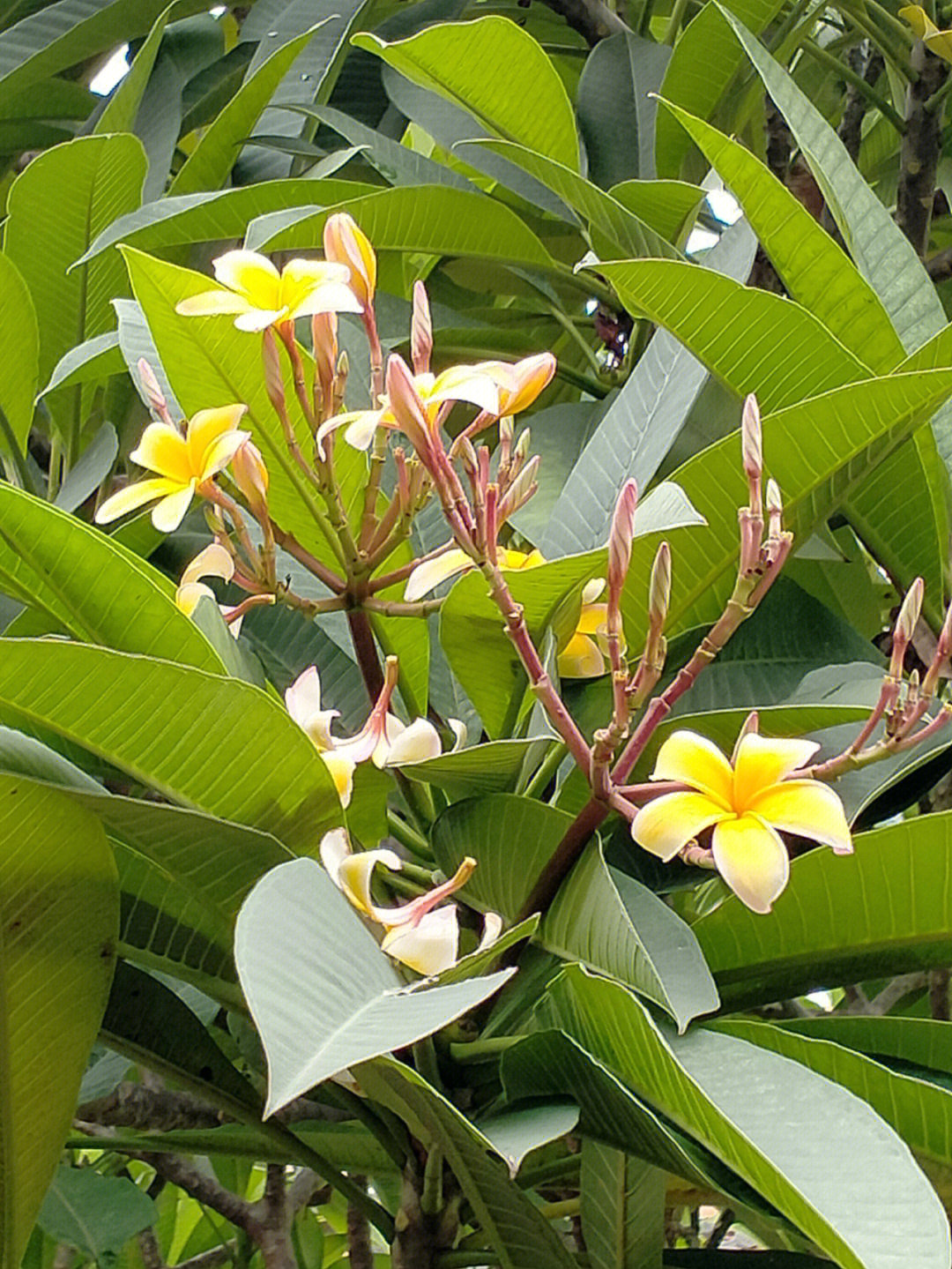 鸡蛋花