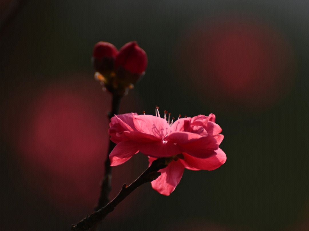 康庄看花图片