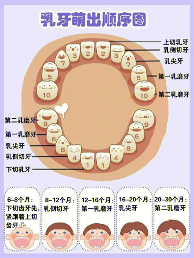 说到牙齿,我们一般都会比较关注宝宝的出牙时间,每个宝宝出牙顺序不一