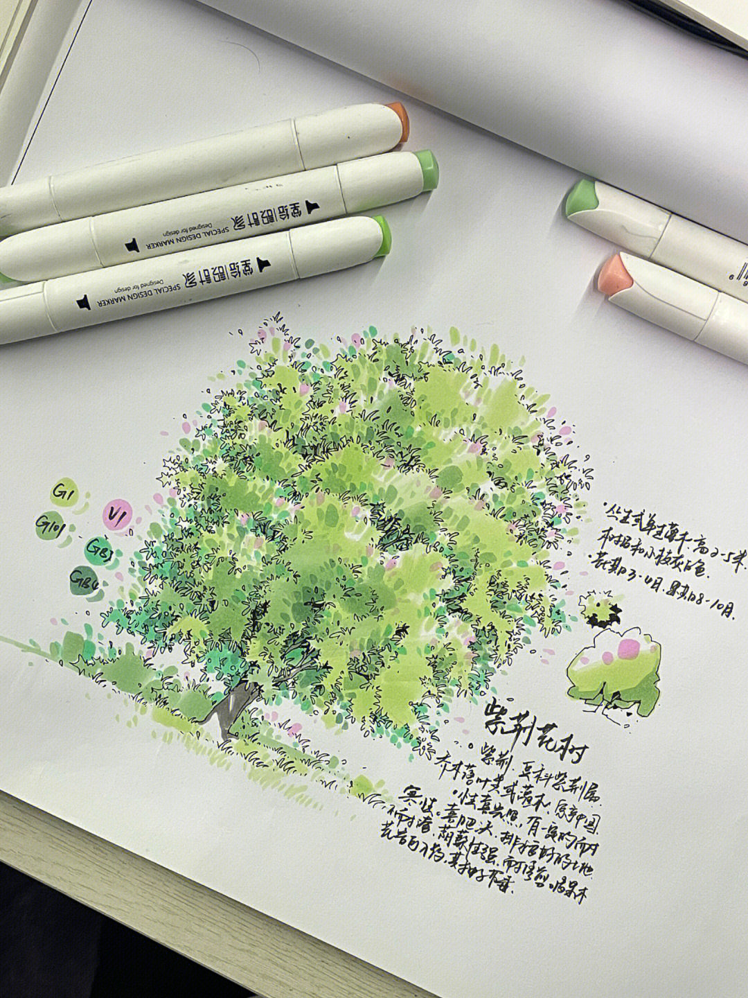 紫荆花树马克笔上色步骤画10100颗手绘树