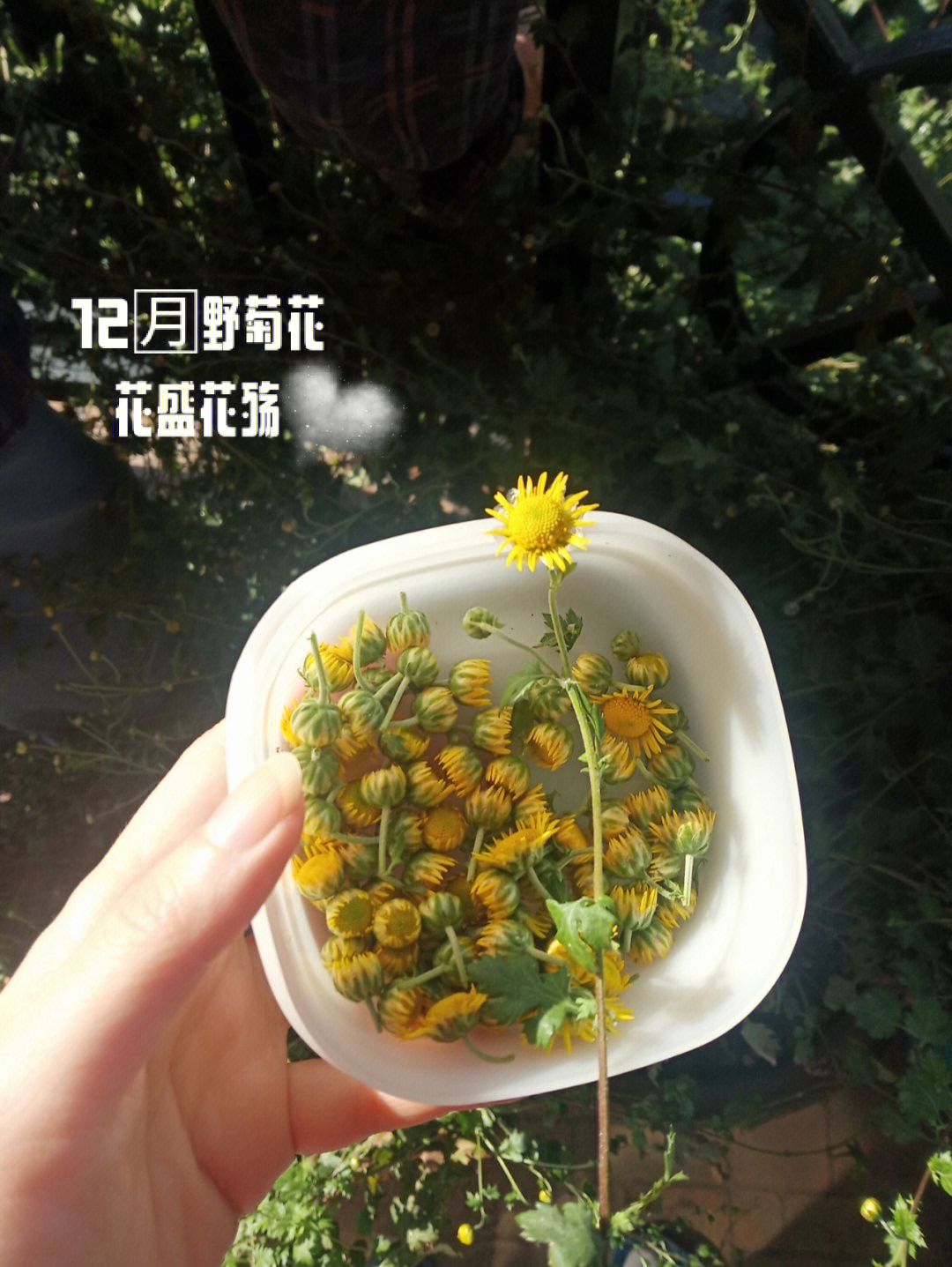 从野菊花开第一朵小黄菊我开始采摘,到今天前后约是一个月的时间