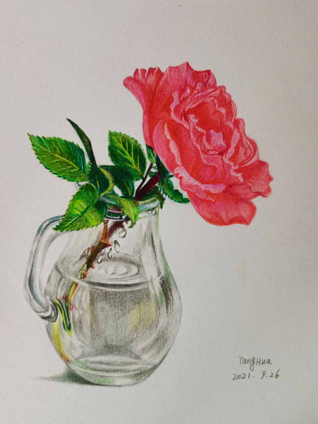 瓶花写生玫瑰图片