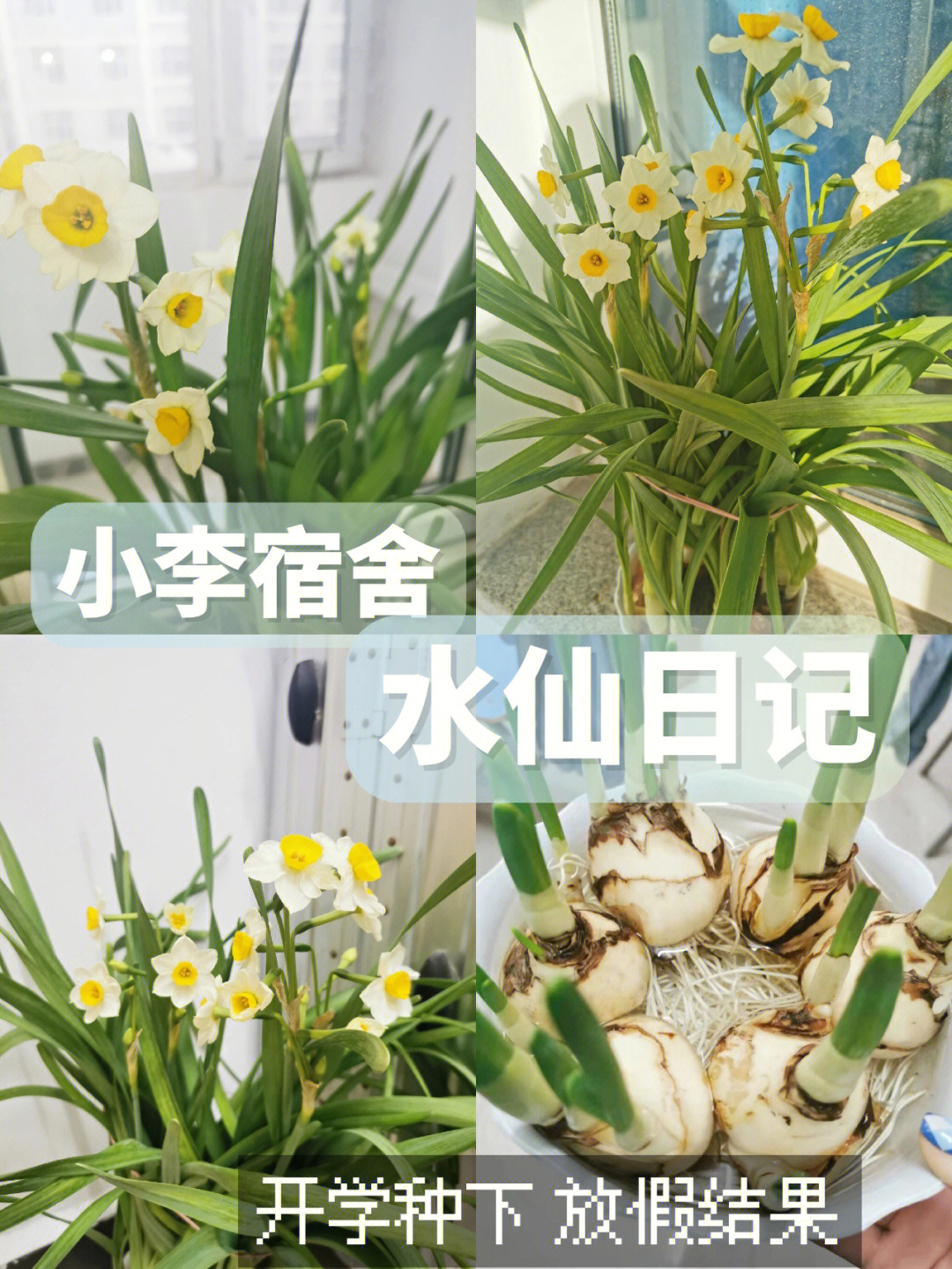 水仙花记录表怎么写图片