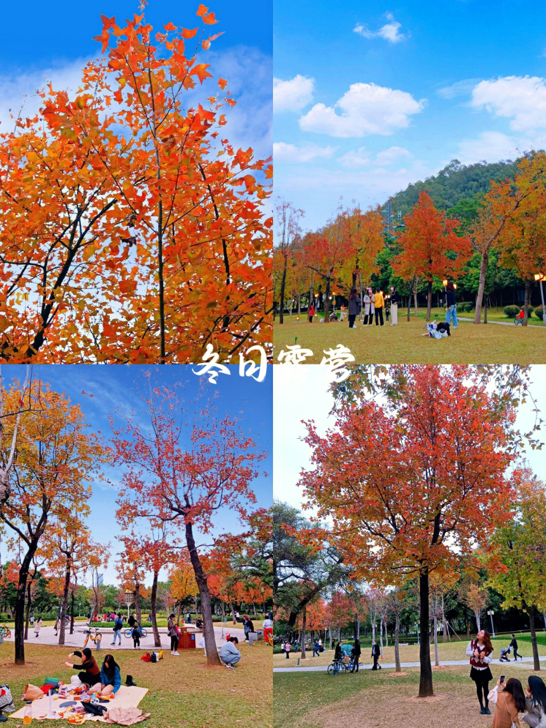 枫树一年四季的变化图片