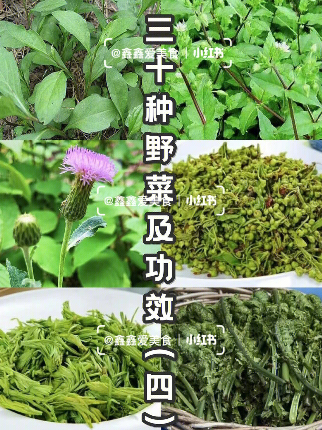 山野菜图片大全及名字图片