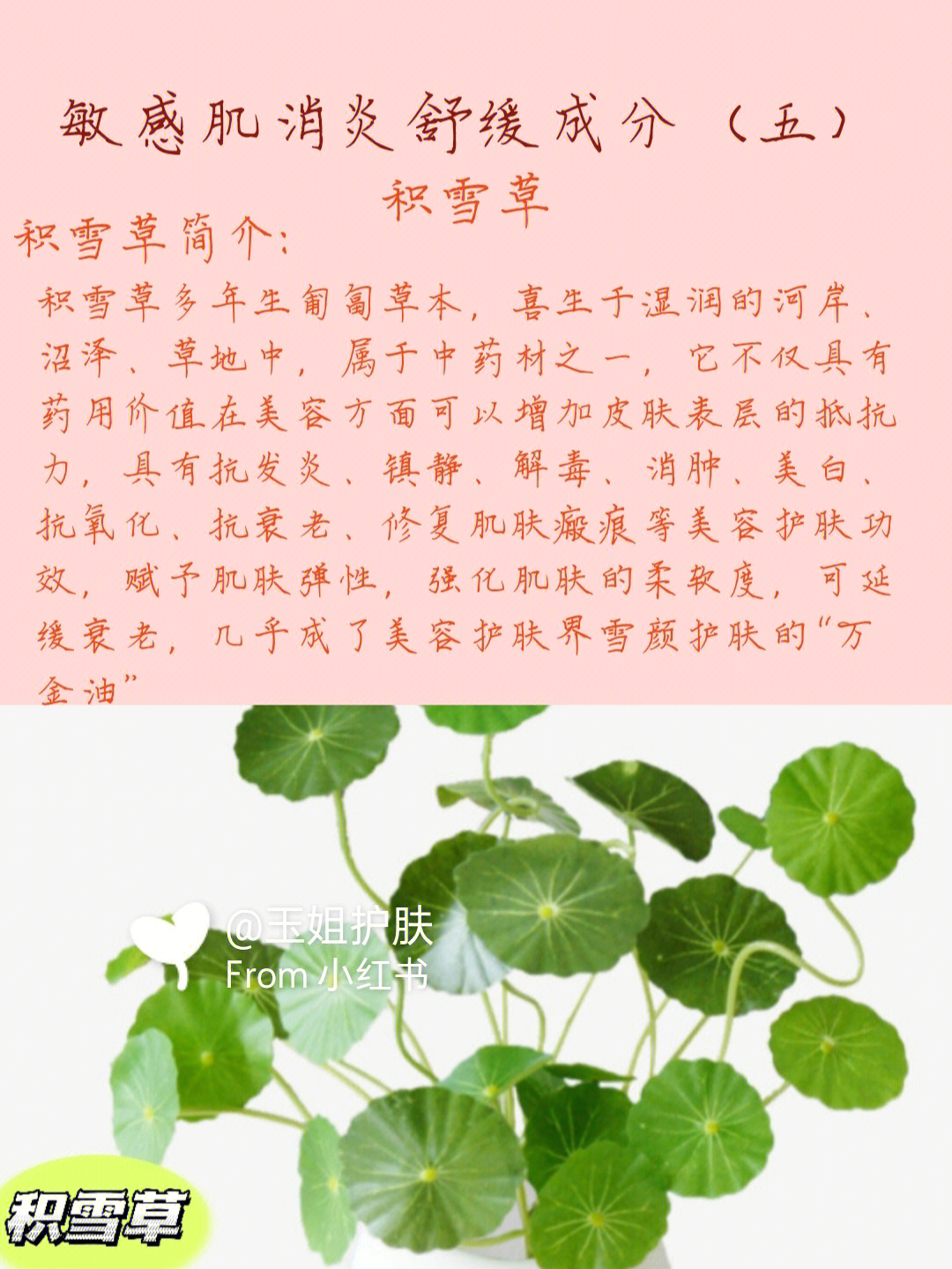 雷公根的功效与作用图片