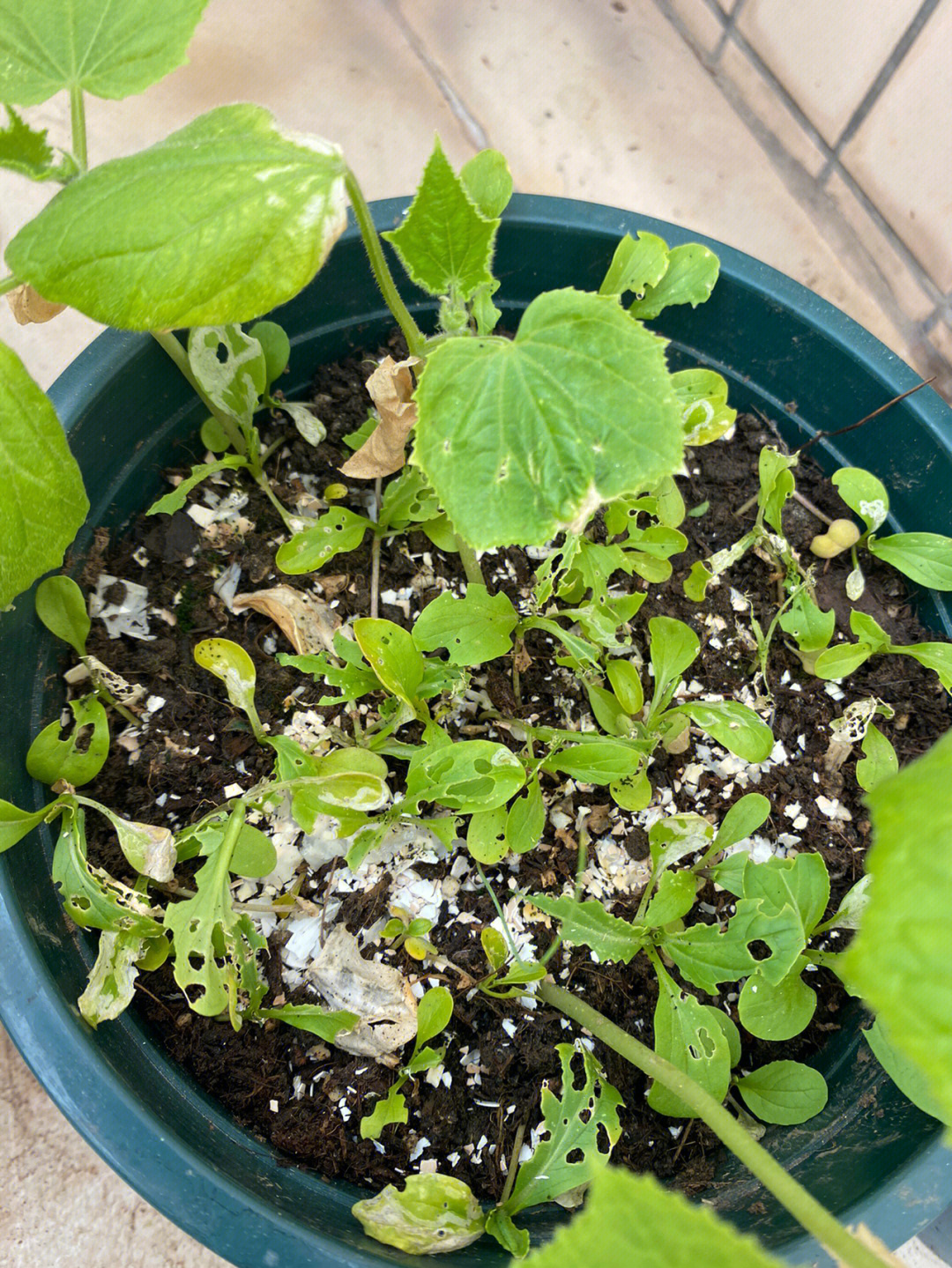 青菜籽的发芽过程图片