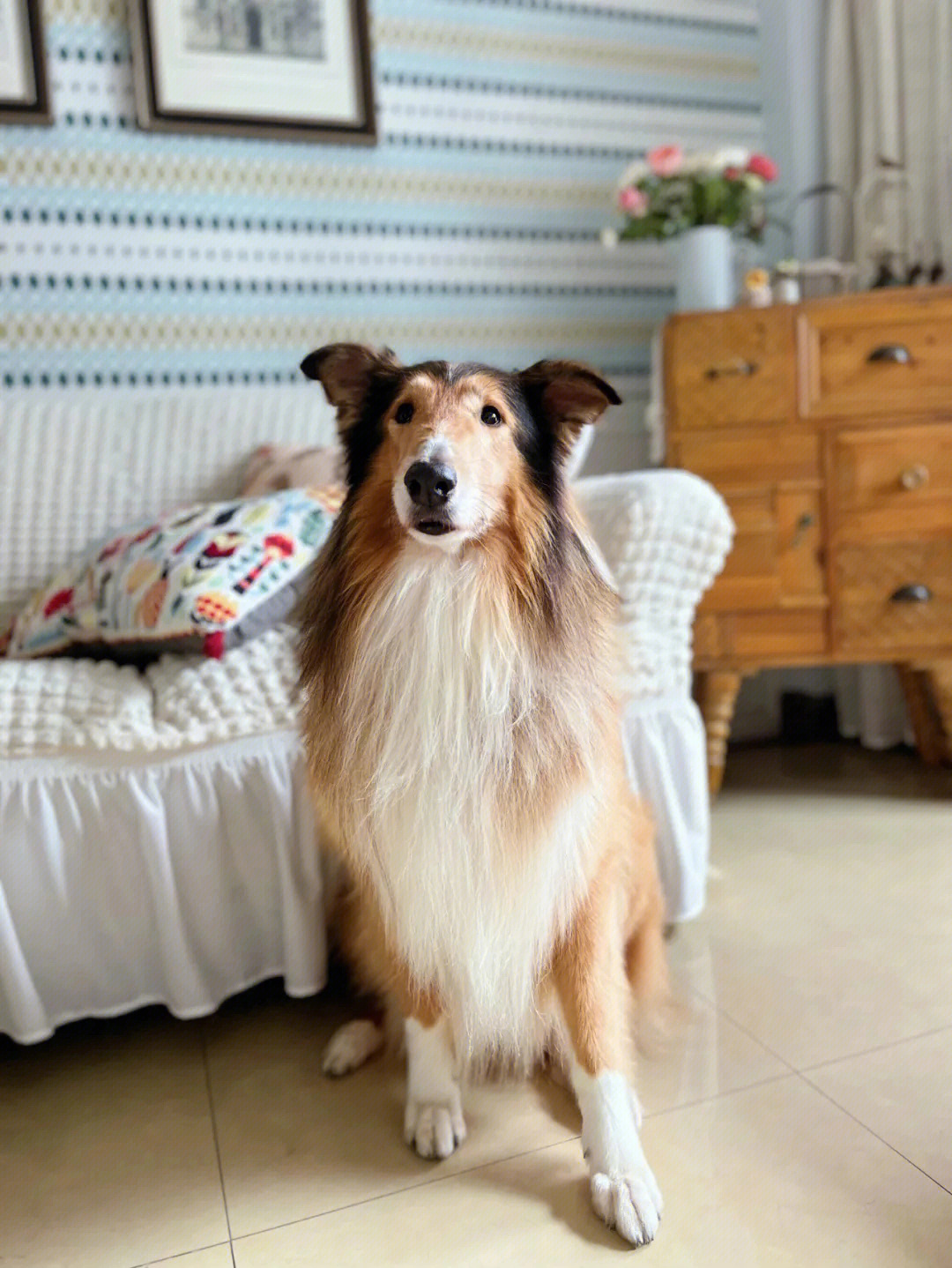 苏格兰牧羊犬肩高图片