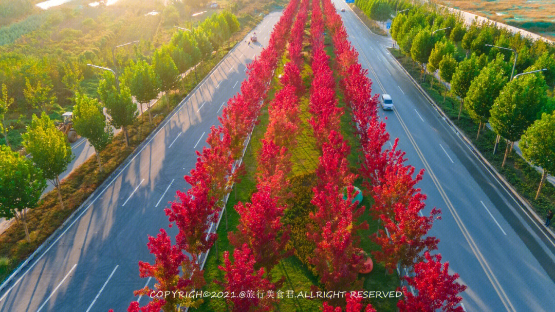 作为城市颜值担当,沣西大道中分带主要绿植美国红枫,七叶树,树间种有