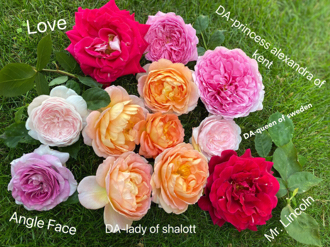 夏洛特女王玫瑰花图片