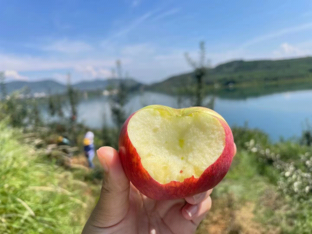 云南野生小苹果