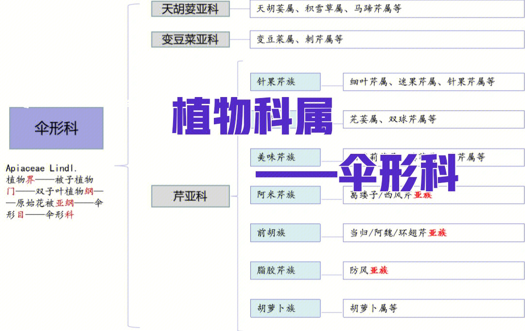 芳疗学习笔记no16植物科属伞形科