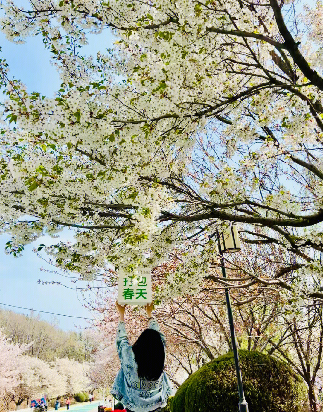 大连旅顺203高地樱花园打包春天医护免费