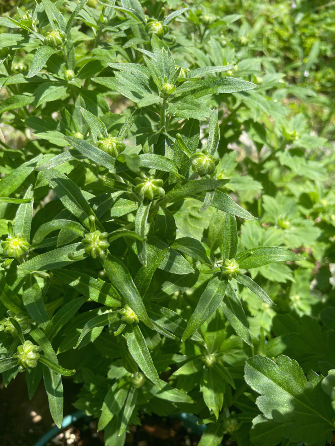 非洲菊花骨朵的样子图片