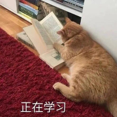 表情包#可爱表情包#猫咪表情包#学习#学习人#二臂#猫咪