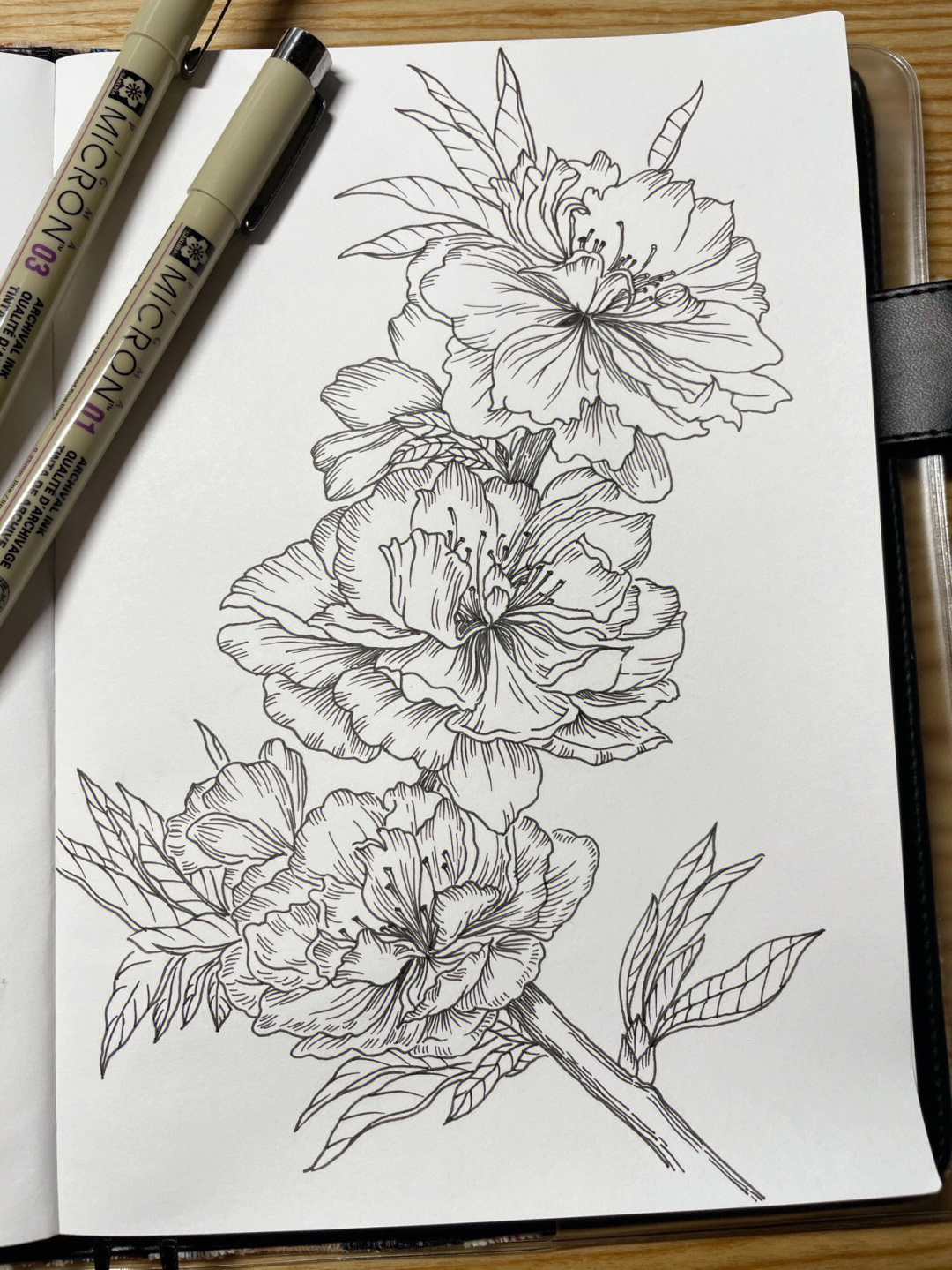 针管笔手绘花卉临摹碧桃附过程