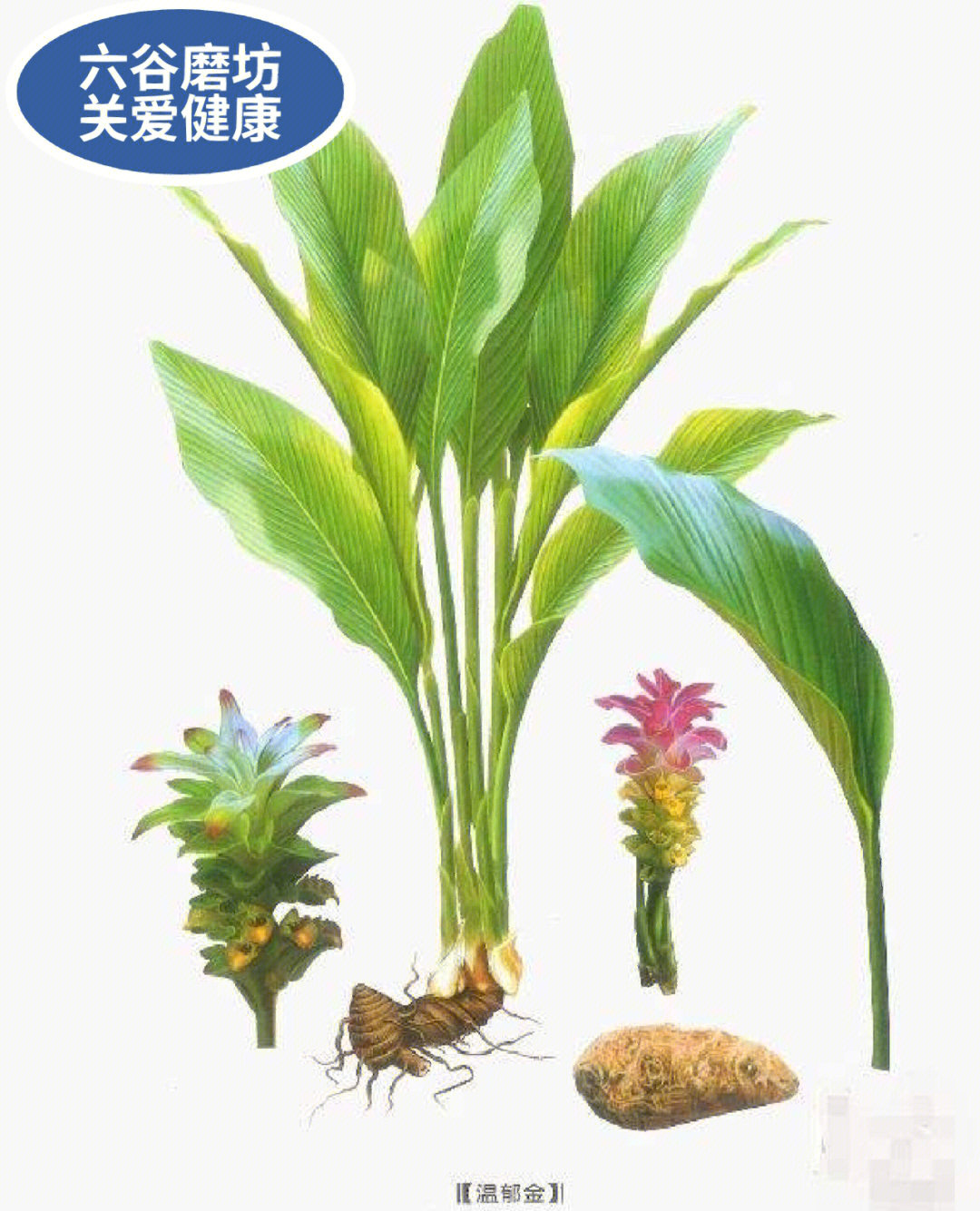 前两者分别习称"温郁金"和"黄丝郁金,其余按性状不同习称"桂郁金"或"