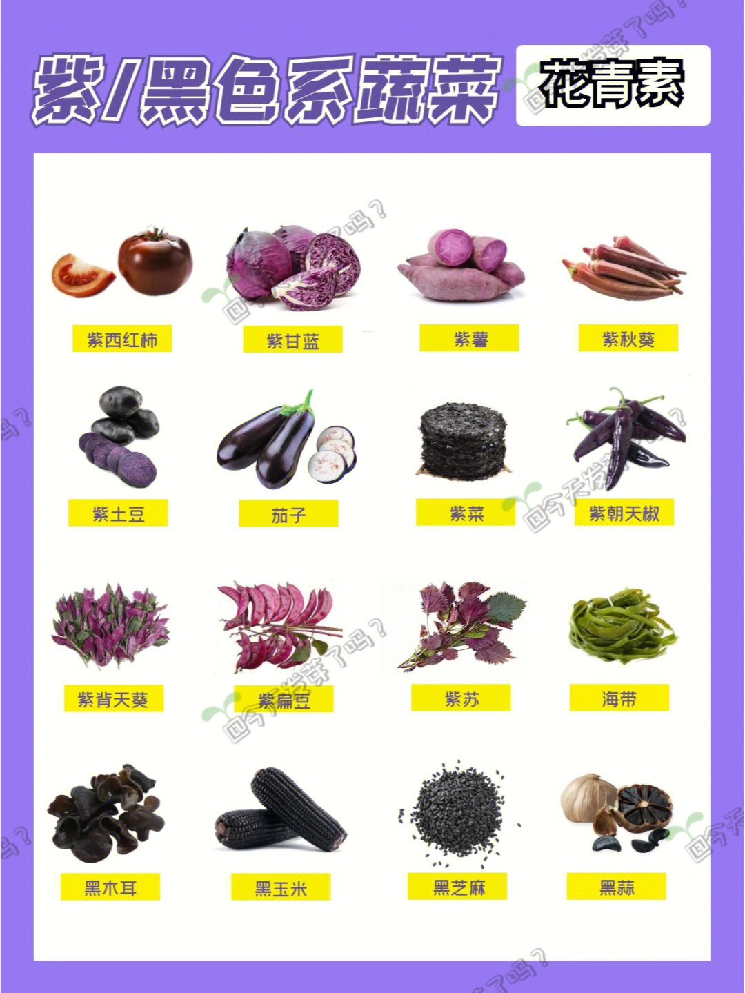 蔬菜种类 图册图片