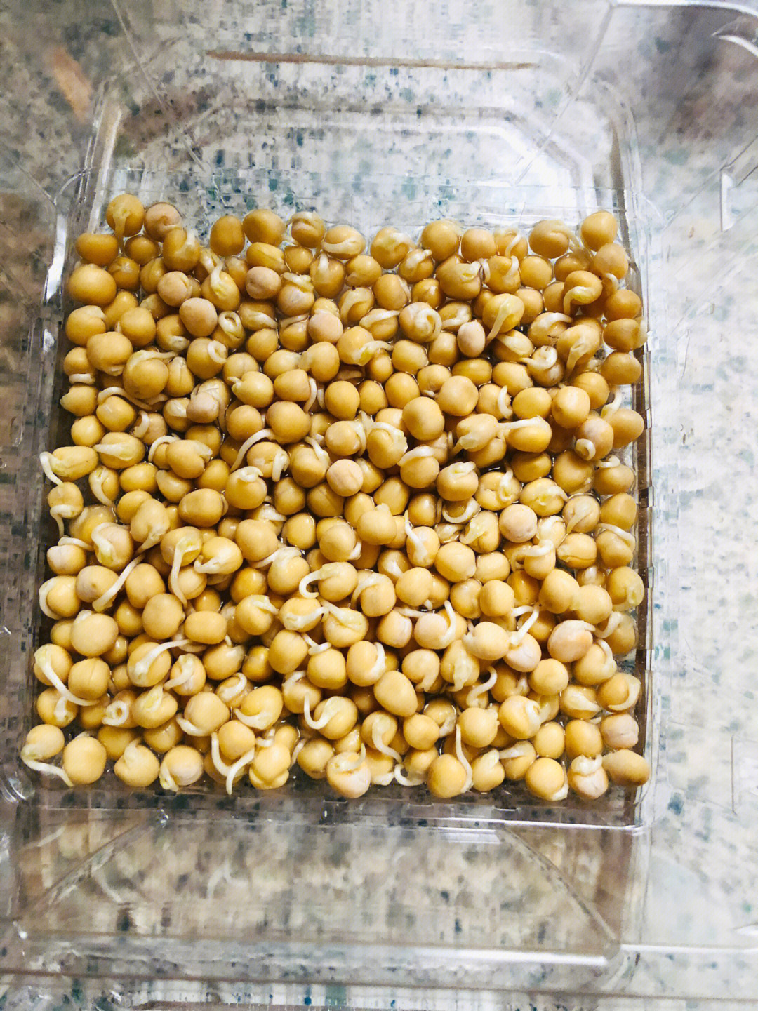 出芽后放在容器里加水没过2/3的豆子,一到两周就可以吃到无公害豌豆苗
