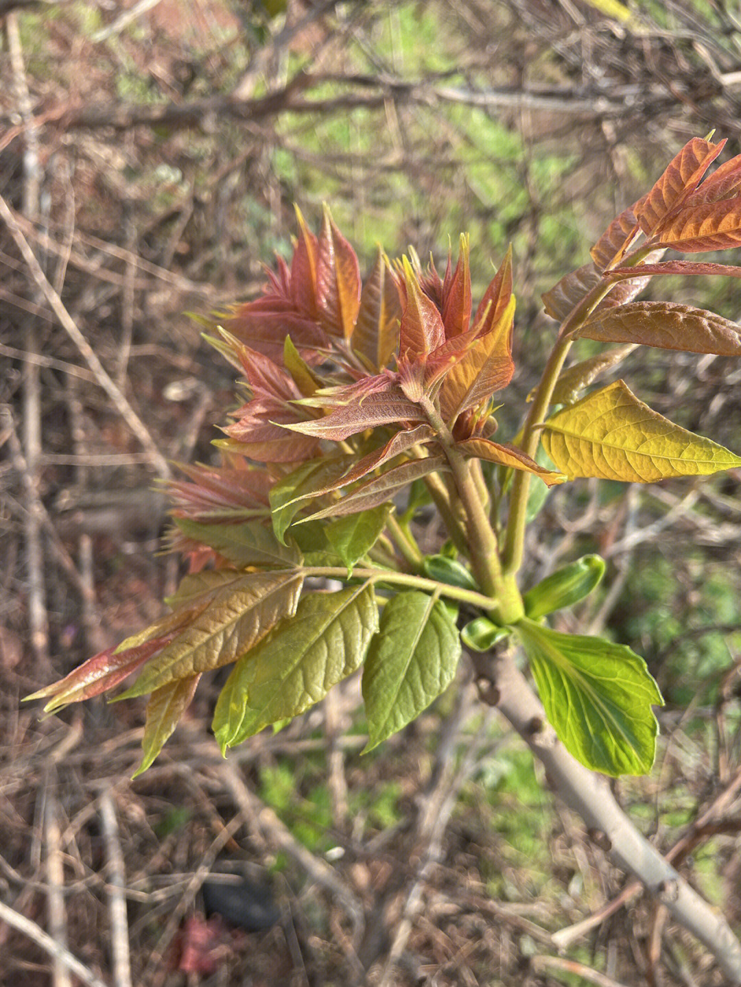 是香椿吗