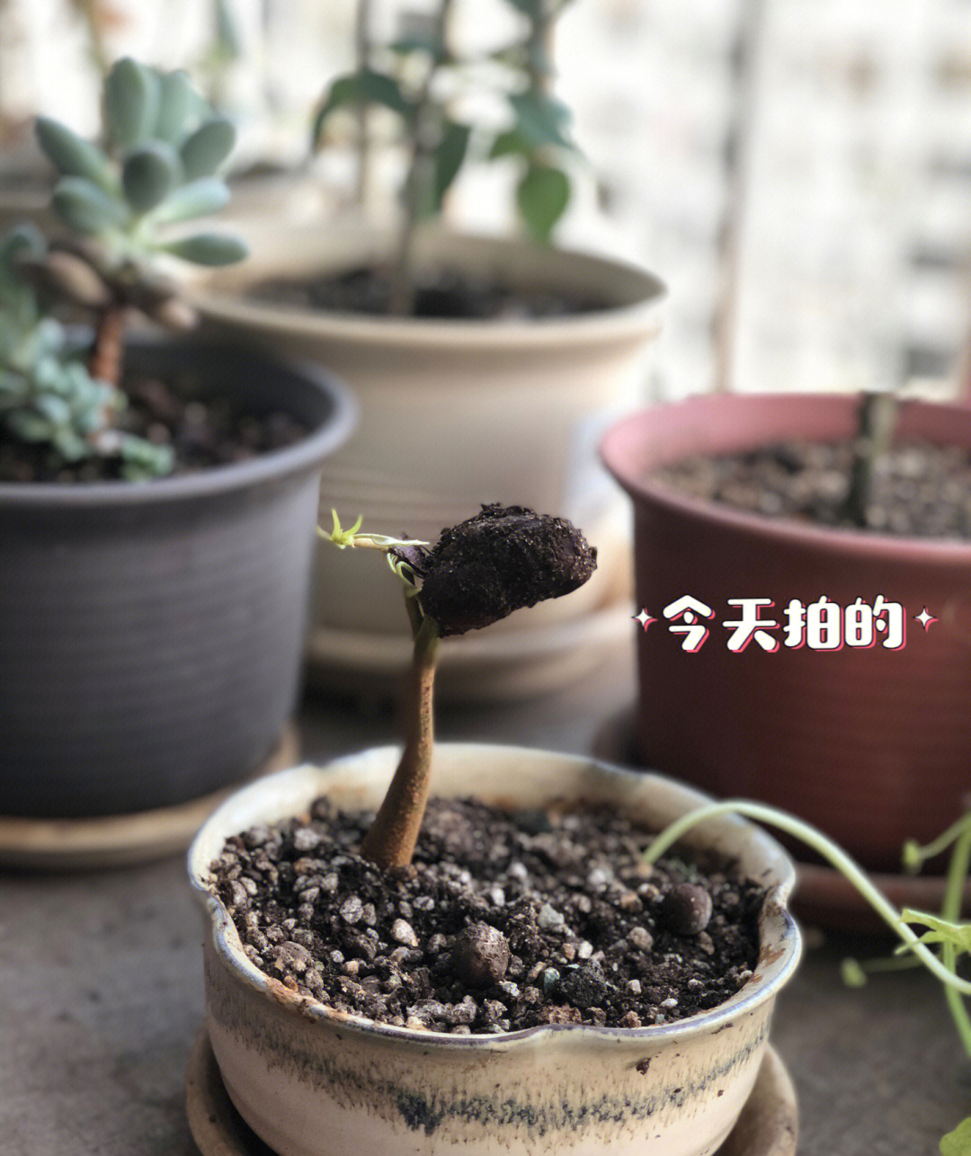 榴莲核盆栽图片