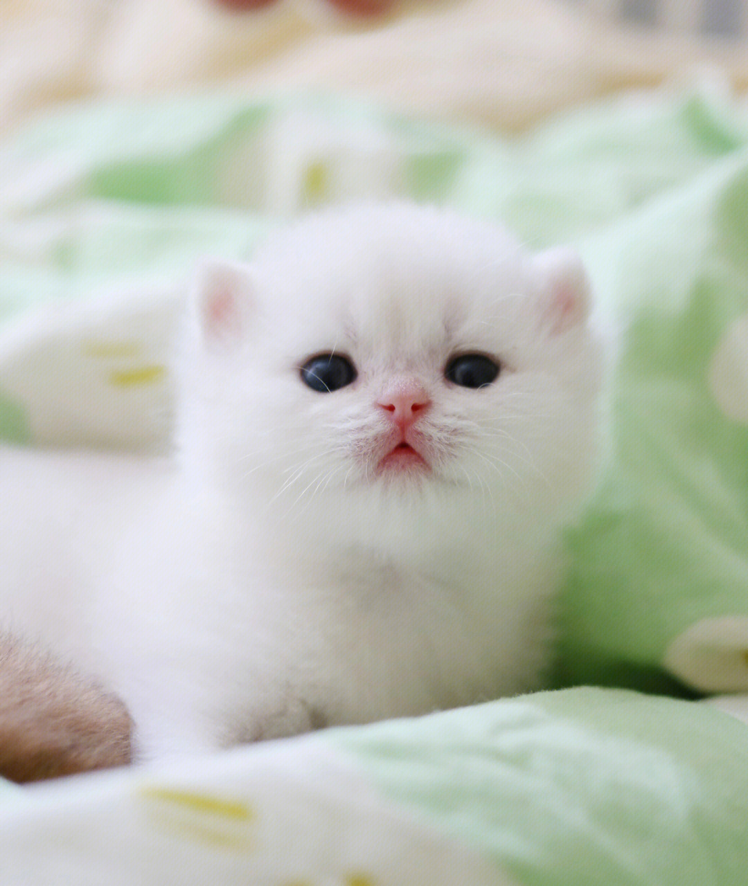 世界上超萌小奶猫图片图片