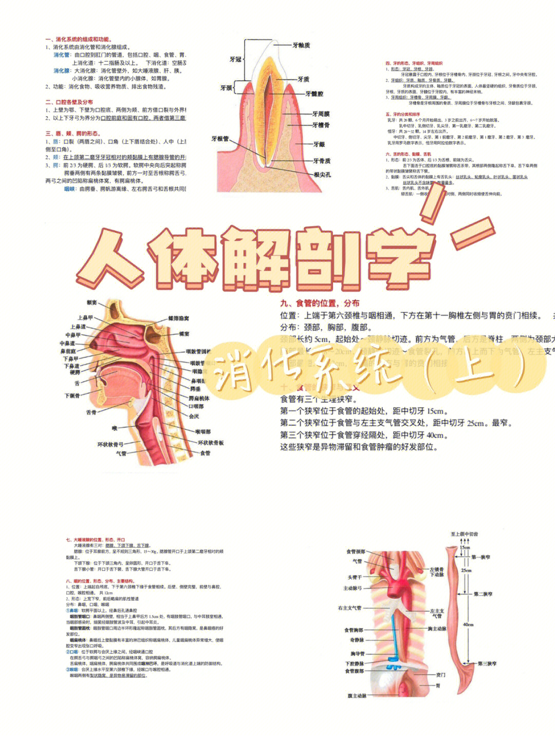 骆驼消化系统解剖图图片