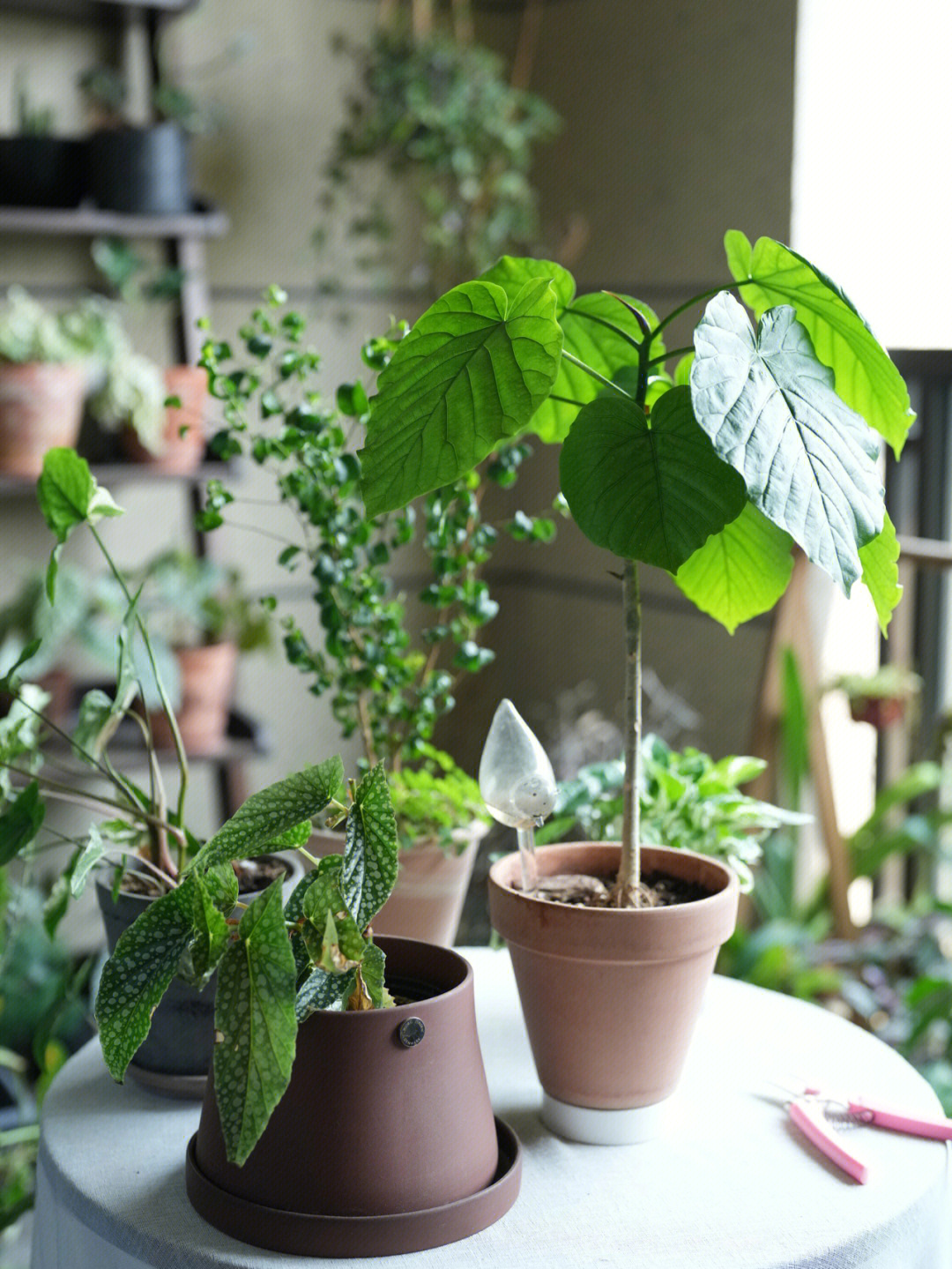 夏日热烈生长的植物们