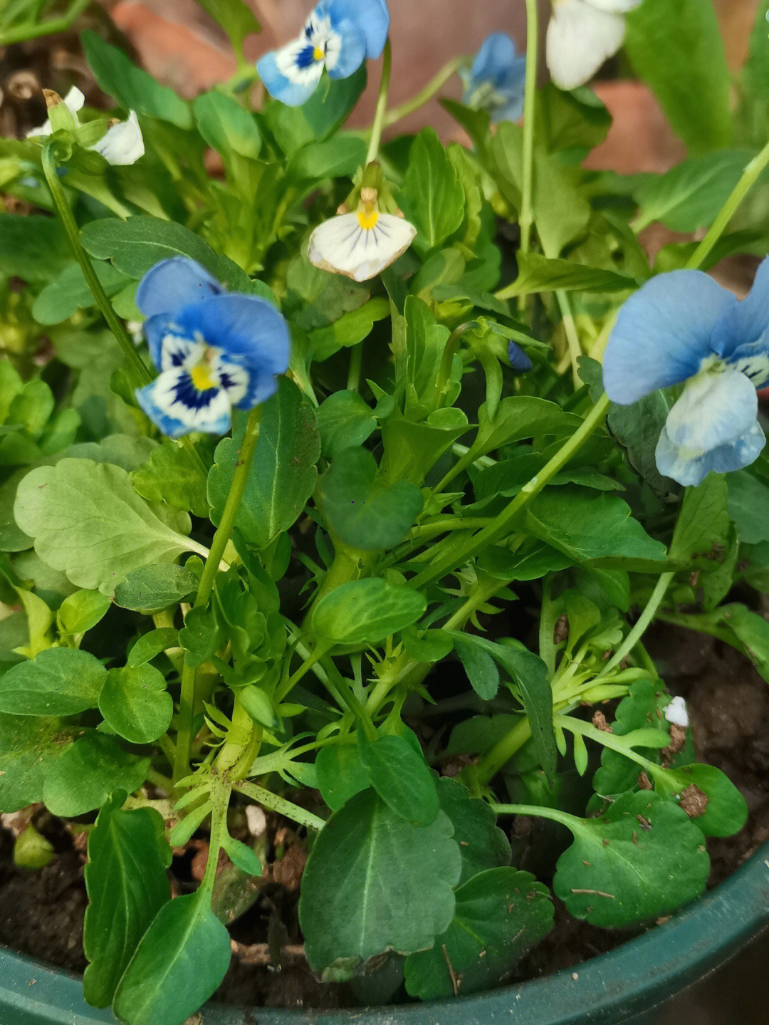 适合北方秋天栽种的花花角堇熊猫堇