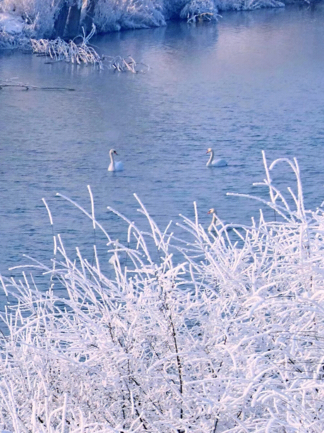 伊犁天鹅湖