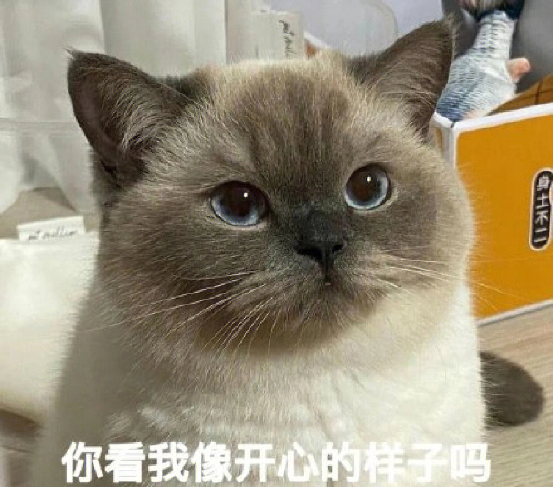 超萌猫咪表情包