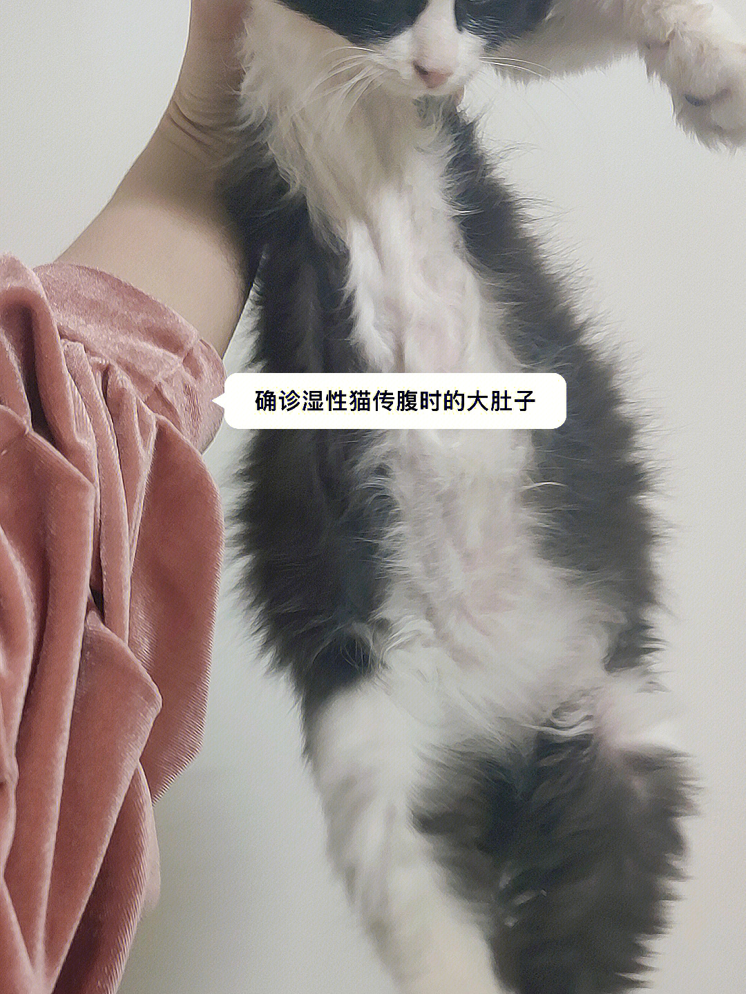 白菜价治疗猫传腹,得了湿性猫传腹没有那么