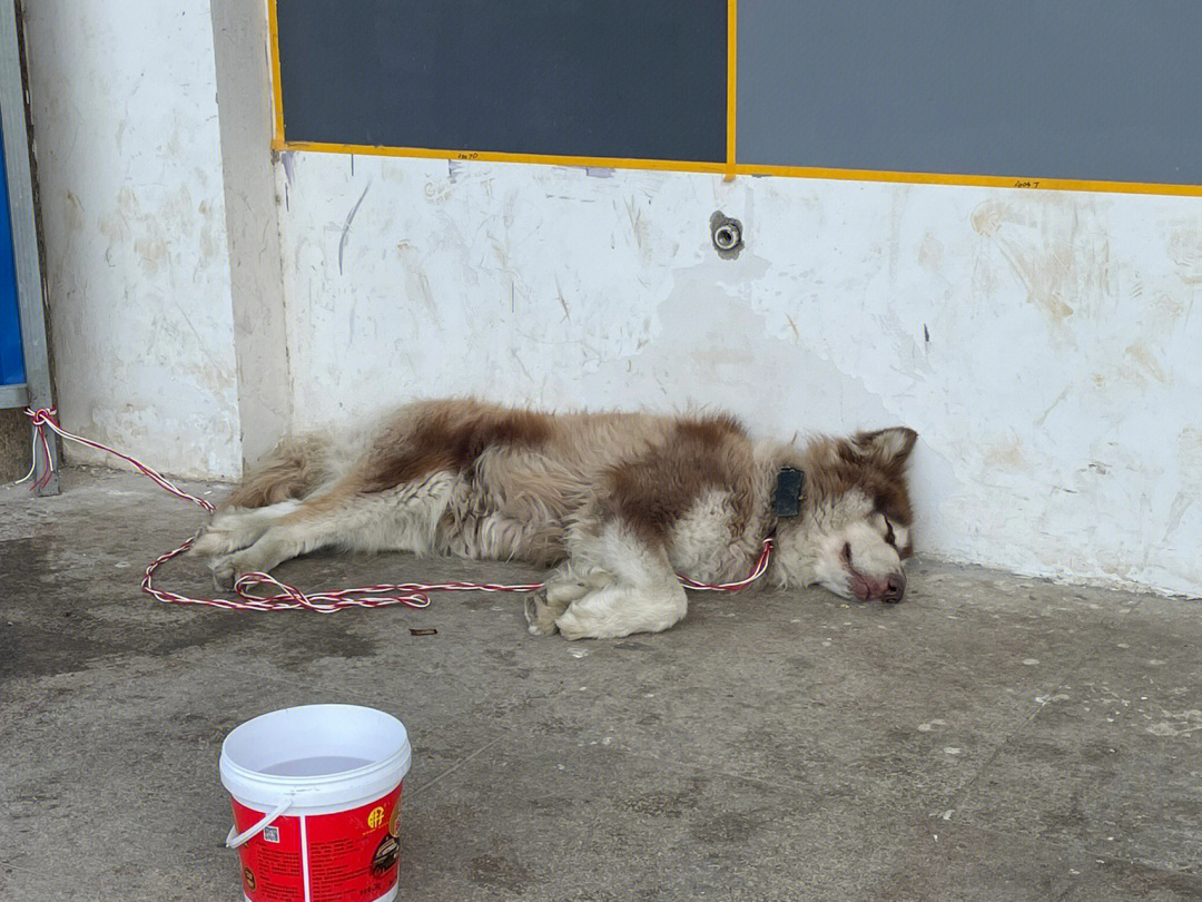 阿拉斯加都成了流浪犬吗?