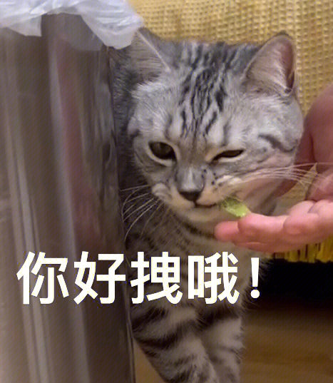 你好我是吊面猫表情包图片