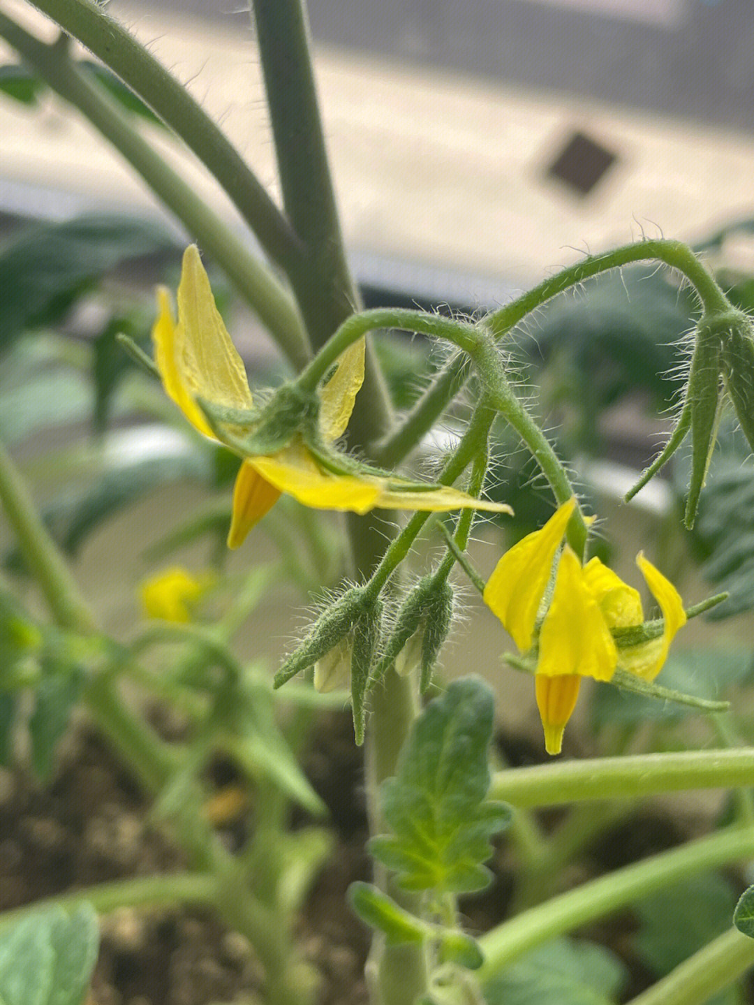 番茄花人工授粉步骤图图片