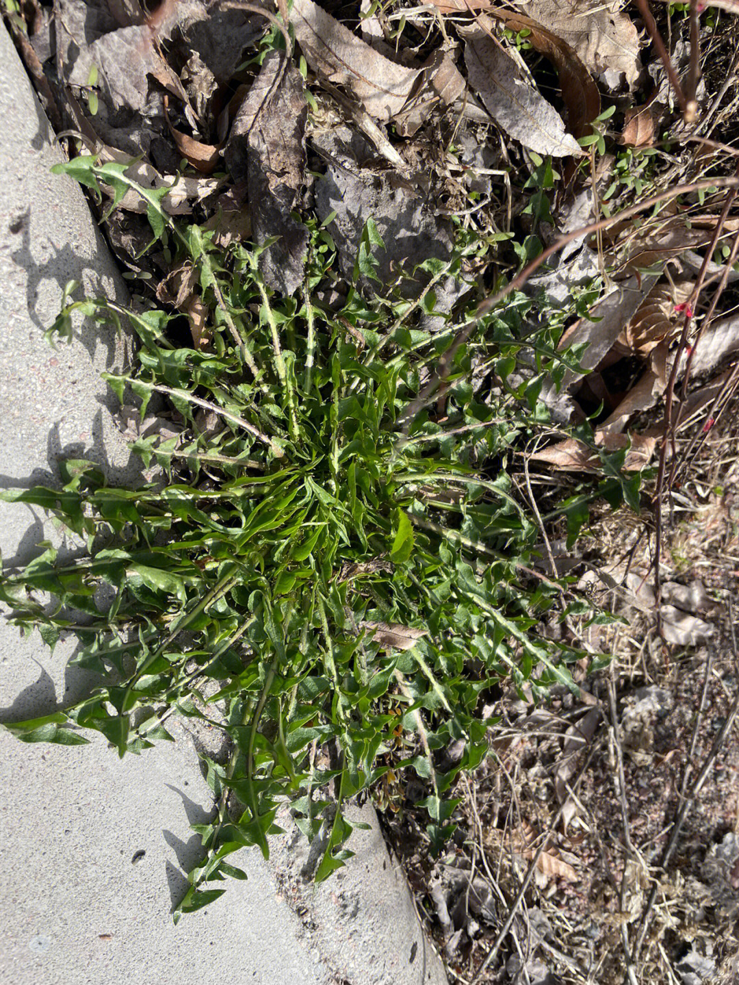 春天采摘集蒲公英和荠菜