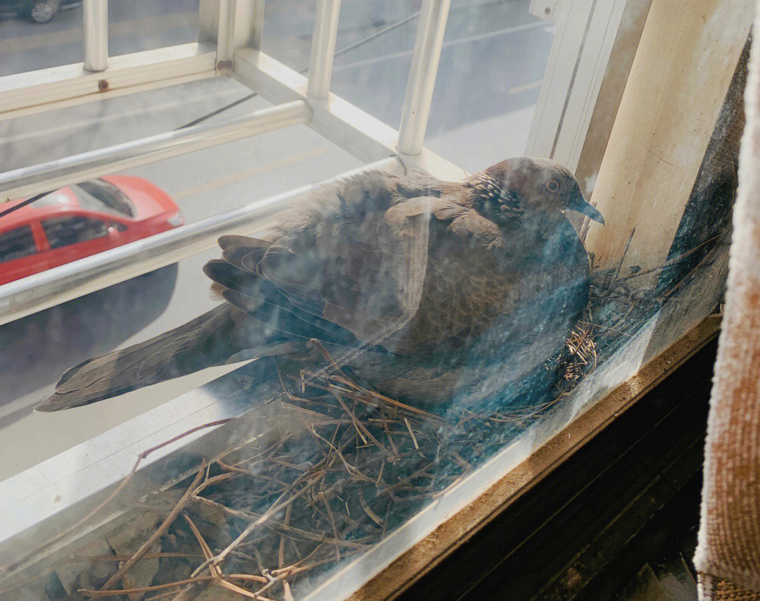 斑鸠在窗台做窝啥兆头图片