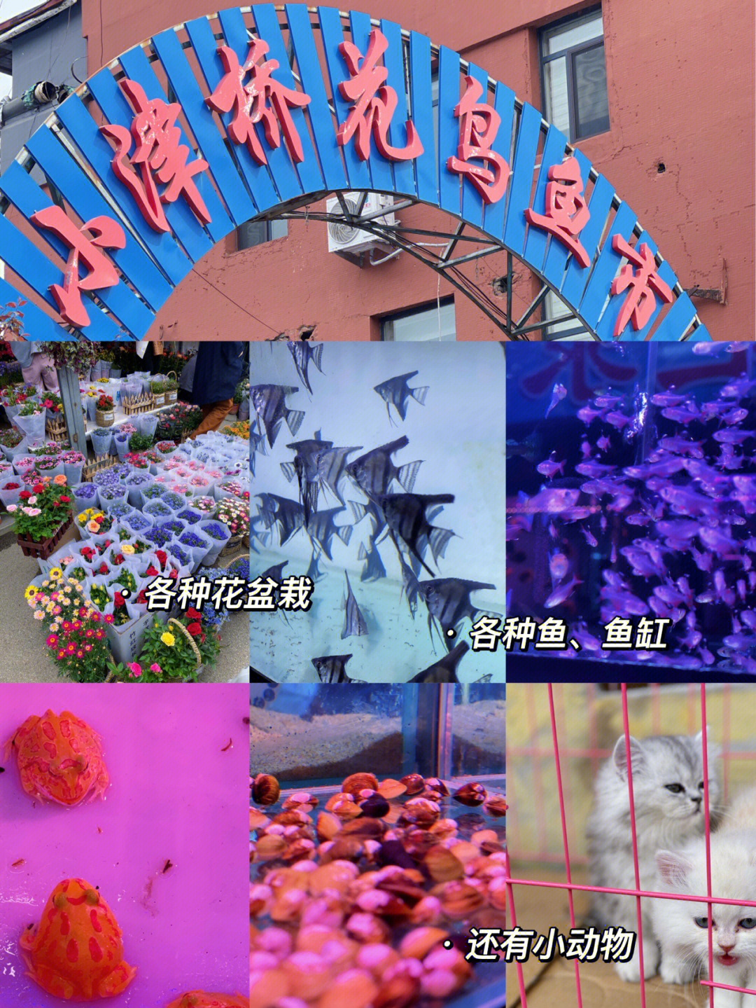 沈阳花鸟鱼市场图片