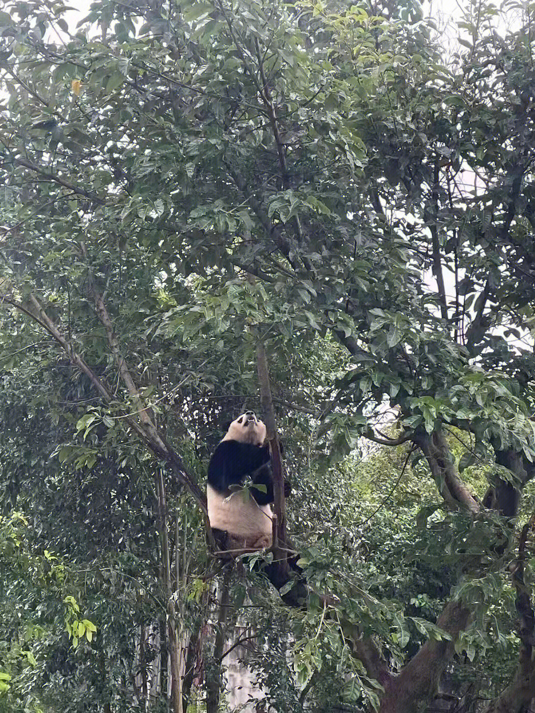 熊猫摇树表情包图片